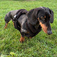 Load image into Gallery viewer, Anti-rub Dachshund dog harness