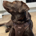 Load image into Gallery viewer, Chocolate Labrador in the Chocolate Tweed Lola&Toff Large Dog Harness