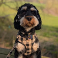 Load image into Gallery viewer, Dog wearing Lola&Toff Black Tan Dog Harness
