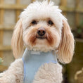 Load image into Gallery viewer, Featuring the Lola&Toff Baby Blue Dog Harness
