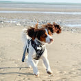 Load image into Gallery viewer, Lottie Luxe Black & White Tweed Dog Harness