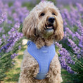 Load image into Gallery viewer, Lavender Dog Harness