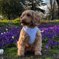Load image into Gallery viewer, Lola&Toff Lavender Harness