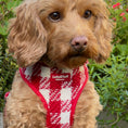 Load image into Gallery viewer, Lola&Toff Red and White Poppy Luxe Dog Harness