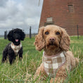 Load image into Gallery viewer, Lola and Toffee in matching Latte Luxe Tweed Dog Harness