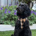 Load image into Gallery viewer, Lola wearing Lola&Toff Black & Tan Dog Harness