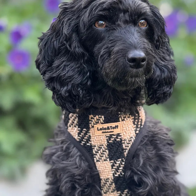 Lola wearing Lola&Toff Black and Tan Tweed Dog Harness