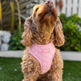 Load image into Gallery viewer, Pink Daisy Harness