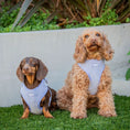 Load image into Gallery viewer, Toffee and Dachshund wearing Lola&Toff Corduroy Lavender Dog Harness