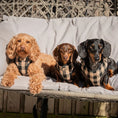 Load image into Gallery viewer, Toffee and Dachshunds wearing Lola&Toff Black & Tan Harness