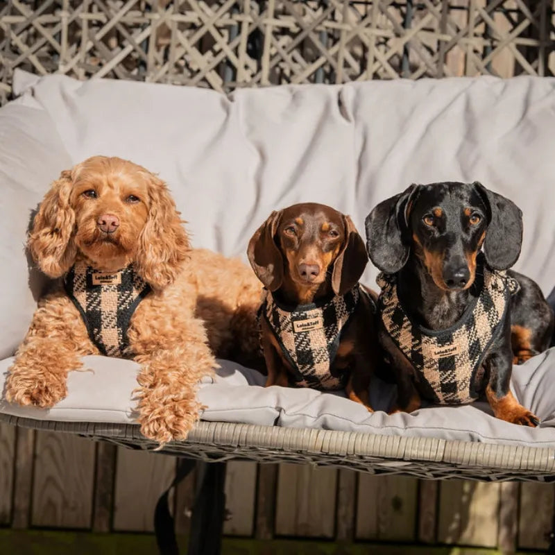 Toffee and Dachshunds wearing Lola&Toff Black & Tan Harness