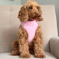 Load image into Gallery viewer, Toffee wearing Lola&Toff Pink Daisy Harness