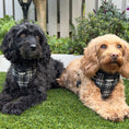 Load image into Gallery viewer, Tweed black and white Lola&Toff dog harness