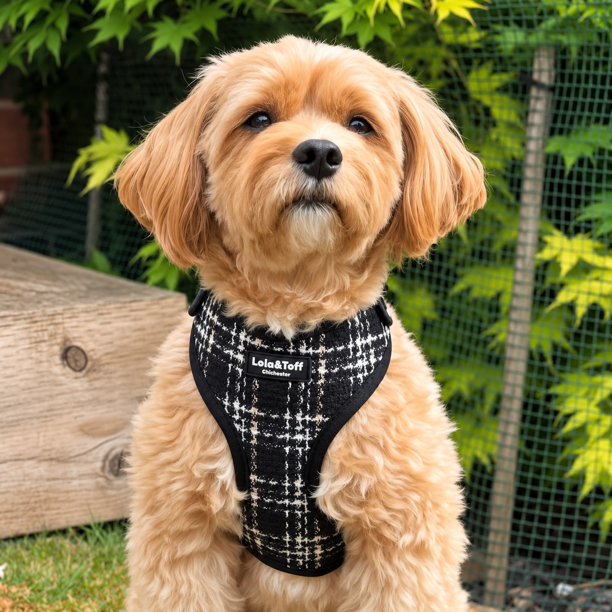 Lottie Luxe Black & White Tweed Dog Harness