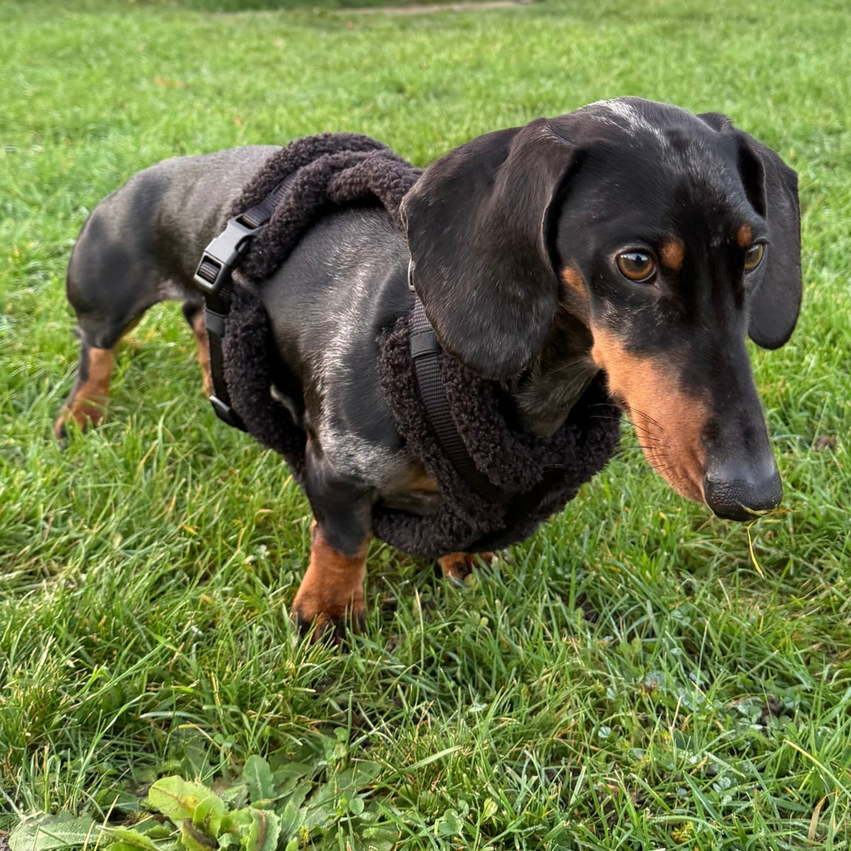 Anti-rub Dachshund dog harness
