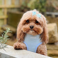 Load image into Gallery viewer, Baby Blue Lola&Toff Dog Harness

