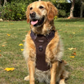 Load image into Gallery viewer, Chocolate Tweed Large Dog Harness with Handle
