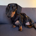 Load image into Gallery viewer, Dachshund Dog Harness
