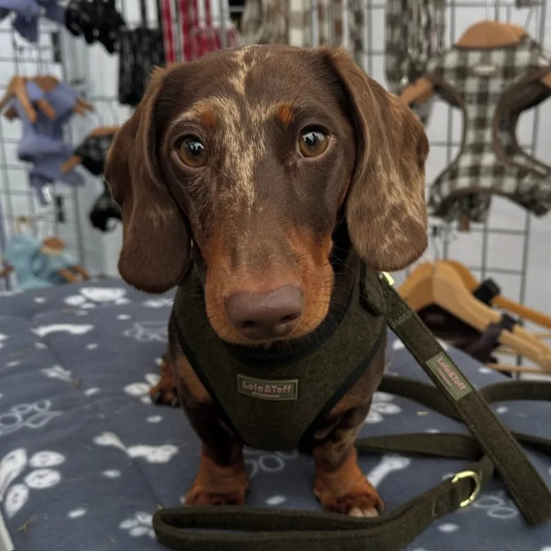 Dachshund wearing Lola&Toff Goodwood Green Dog Harness