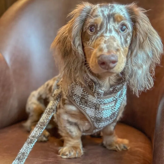 Dachshund wearing Lola&Toff Pebbles. Harness Set