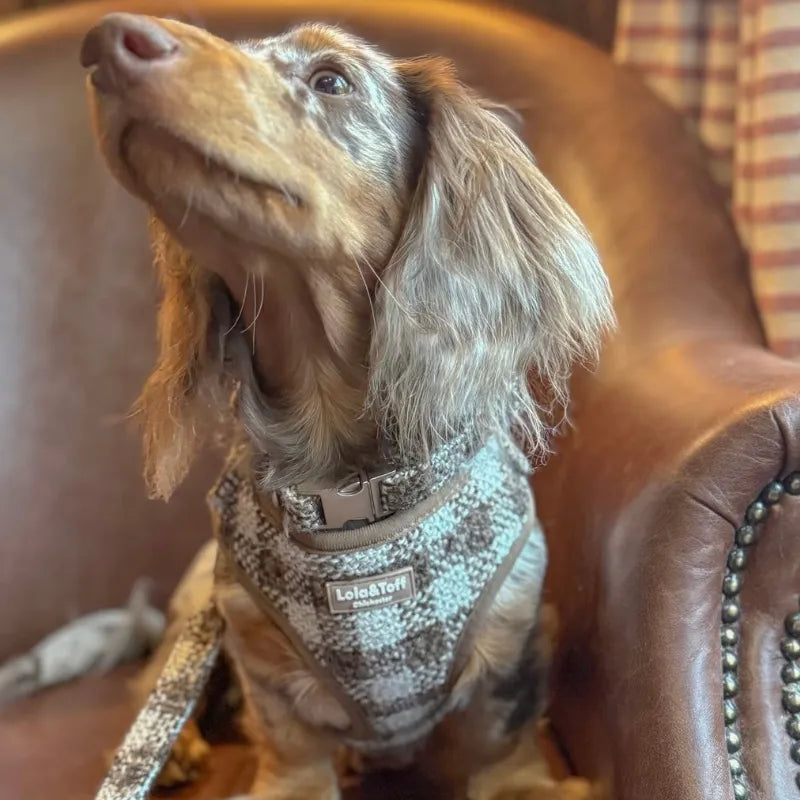 Dachshund wearing the Lola&Toff Pebbles Bundle