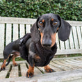 Load image into Gallery viewer, Dachshund wearing the Lola&Toff black dachshund anti-rub dog harness
