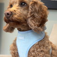 Load image into Gallery viewer, Dog Harness in Baby Blue
