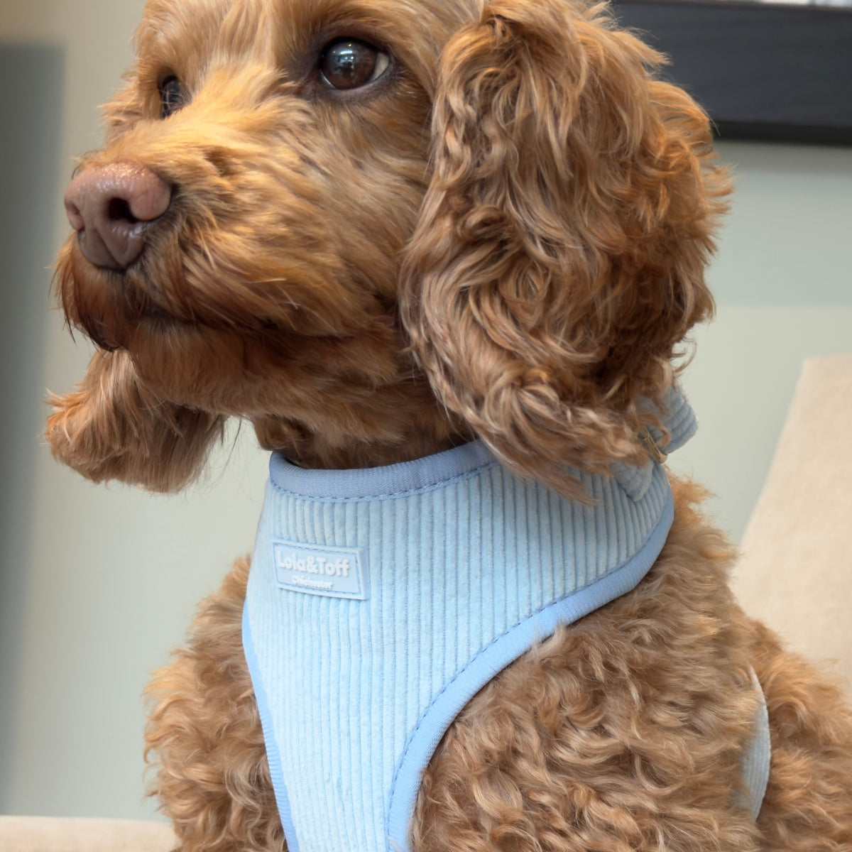 Dog Harness in Baby Blue