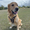 Load image into Gallery viewer, Black & Tan Tweed Large Dog Harness with Handle
