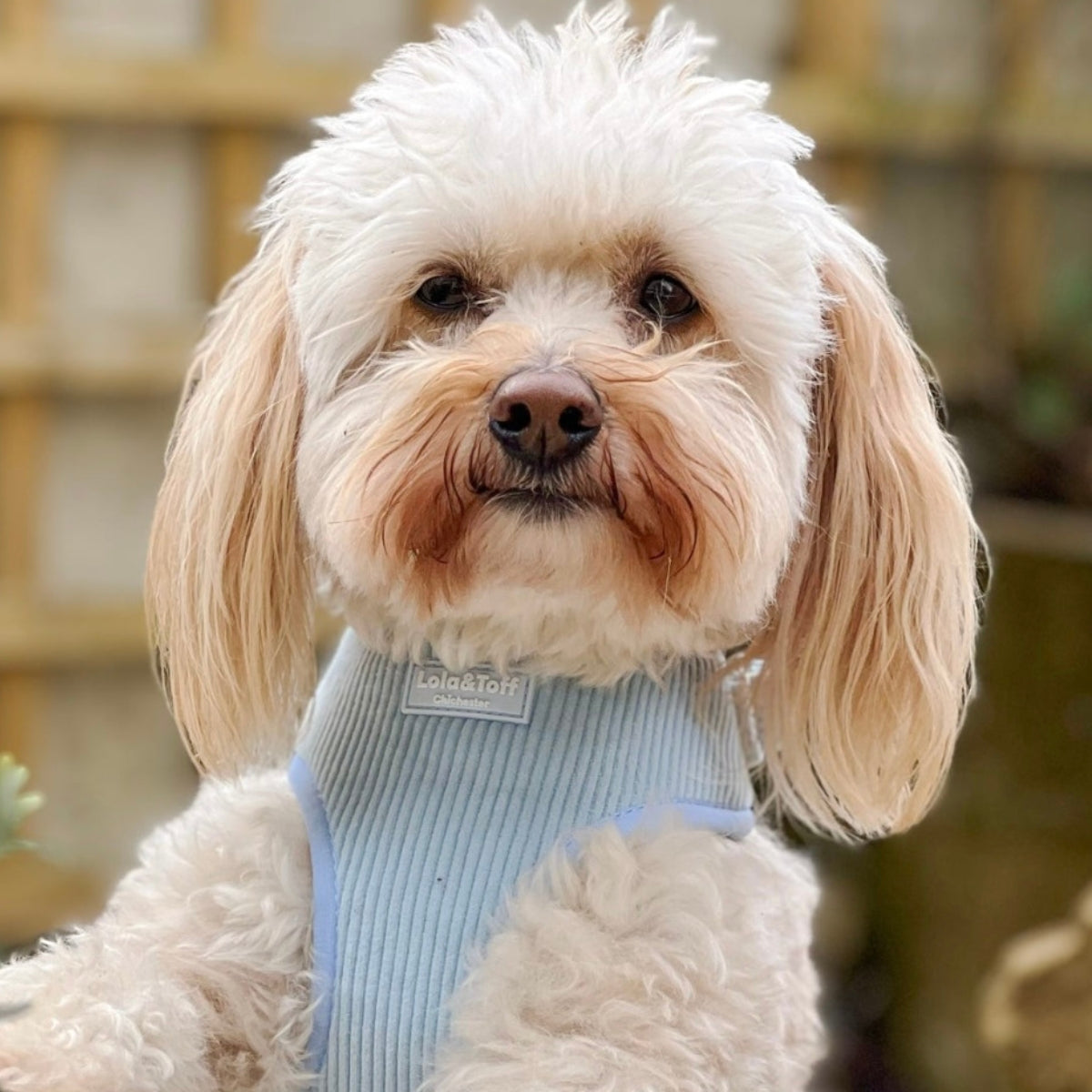 Featuring the Lola&Toff Baby Blue Dog Harness
