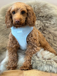 Load image into Gallery viewer, Baby Blue Corduroy – adjustable dog harness
