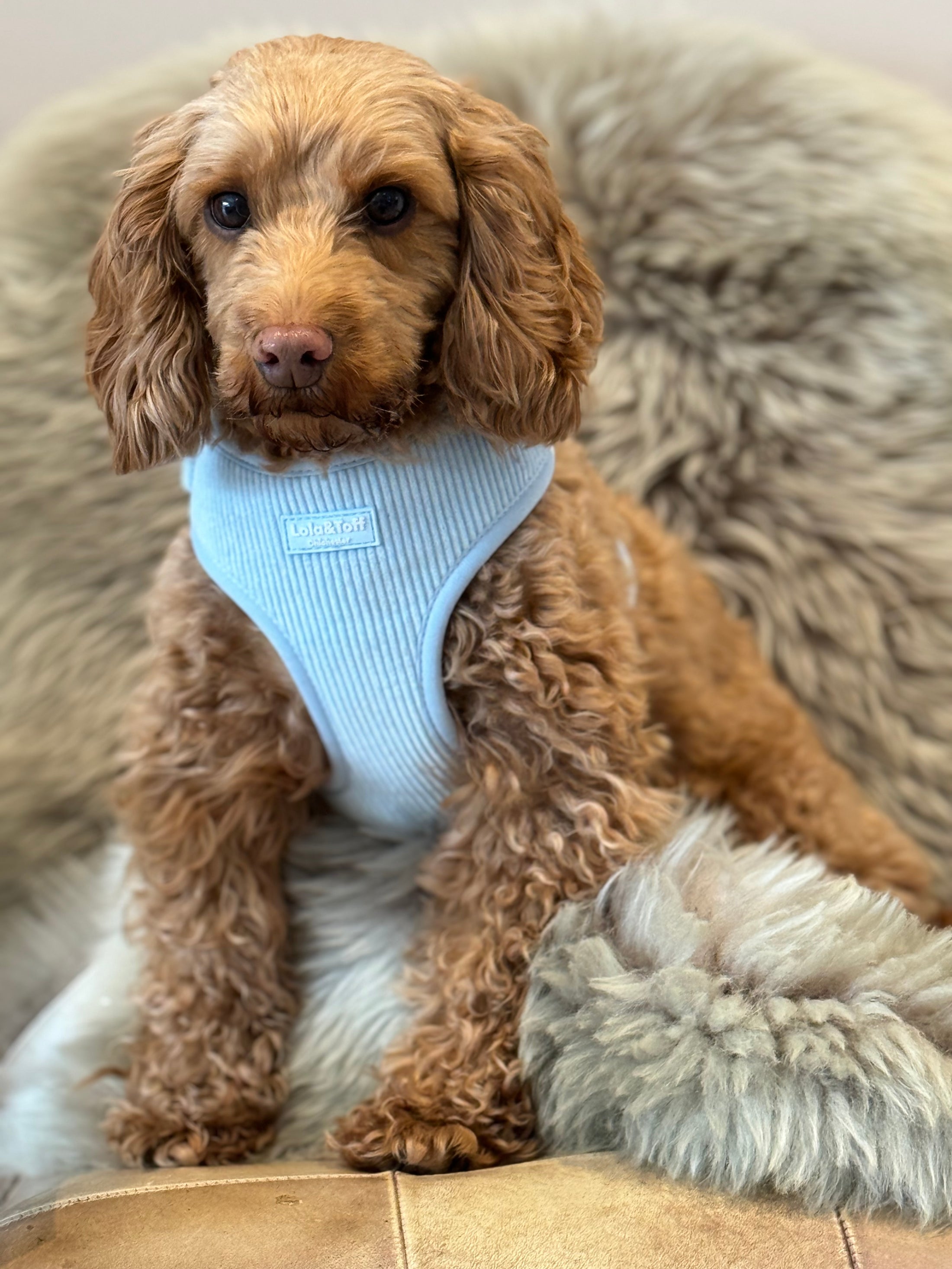 Baby Blue Corduroy – adjustable dog harness