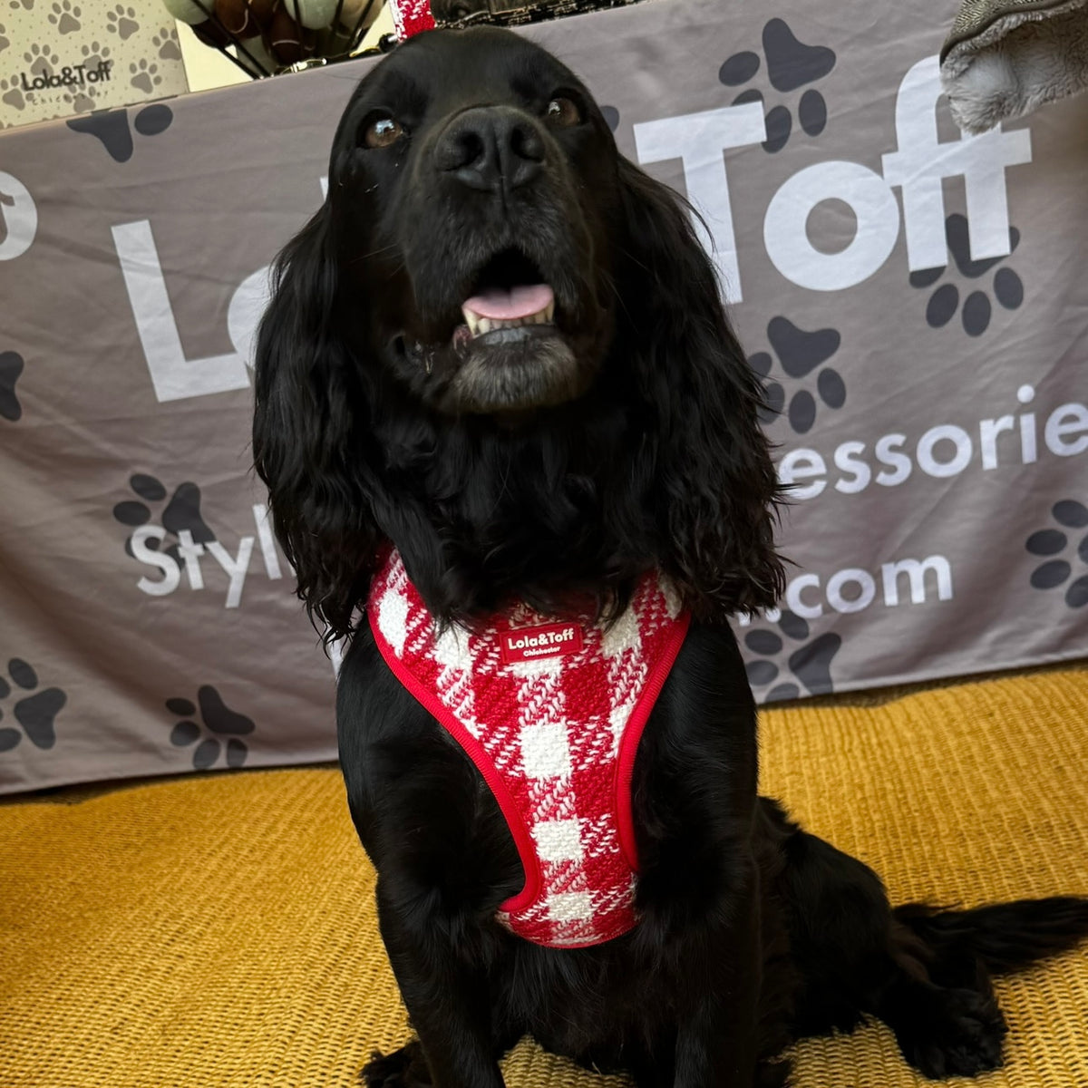 Poppy Luxe Tweed Dog Harness
