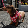 Load image into Gallery viewer, Poppy Luxe Tweed Dog Harness
