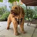 Load image into Gallery viewer, Black and Tan Tweed Harness
