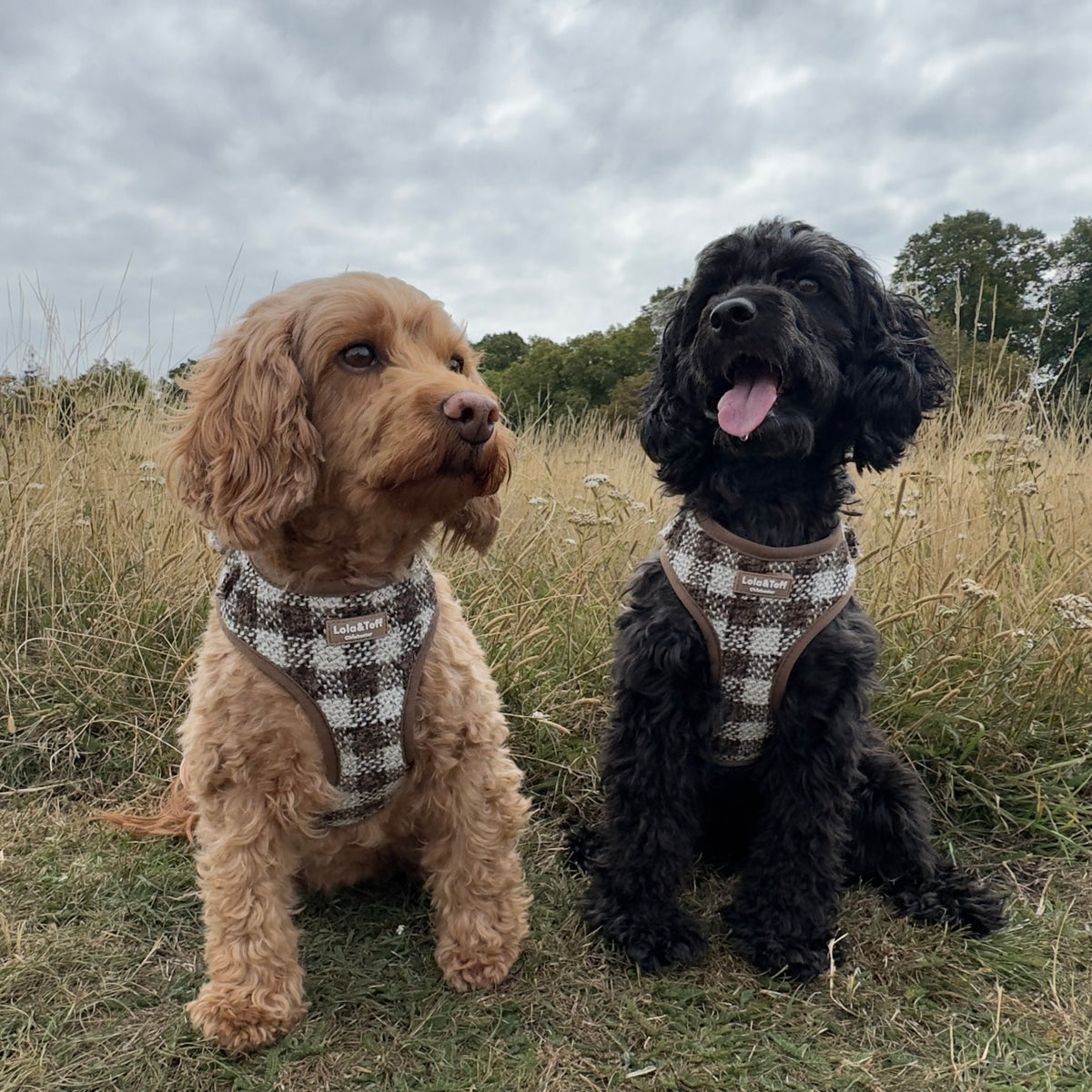 Pebbles Tweed - Dog Harness
