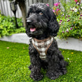 Load image into Gallery viewer, Pebbles Tweed - Dog Harness
