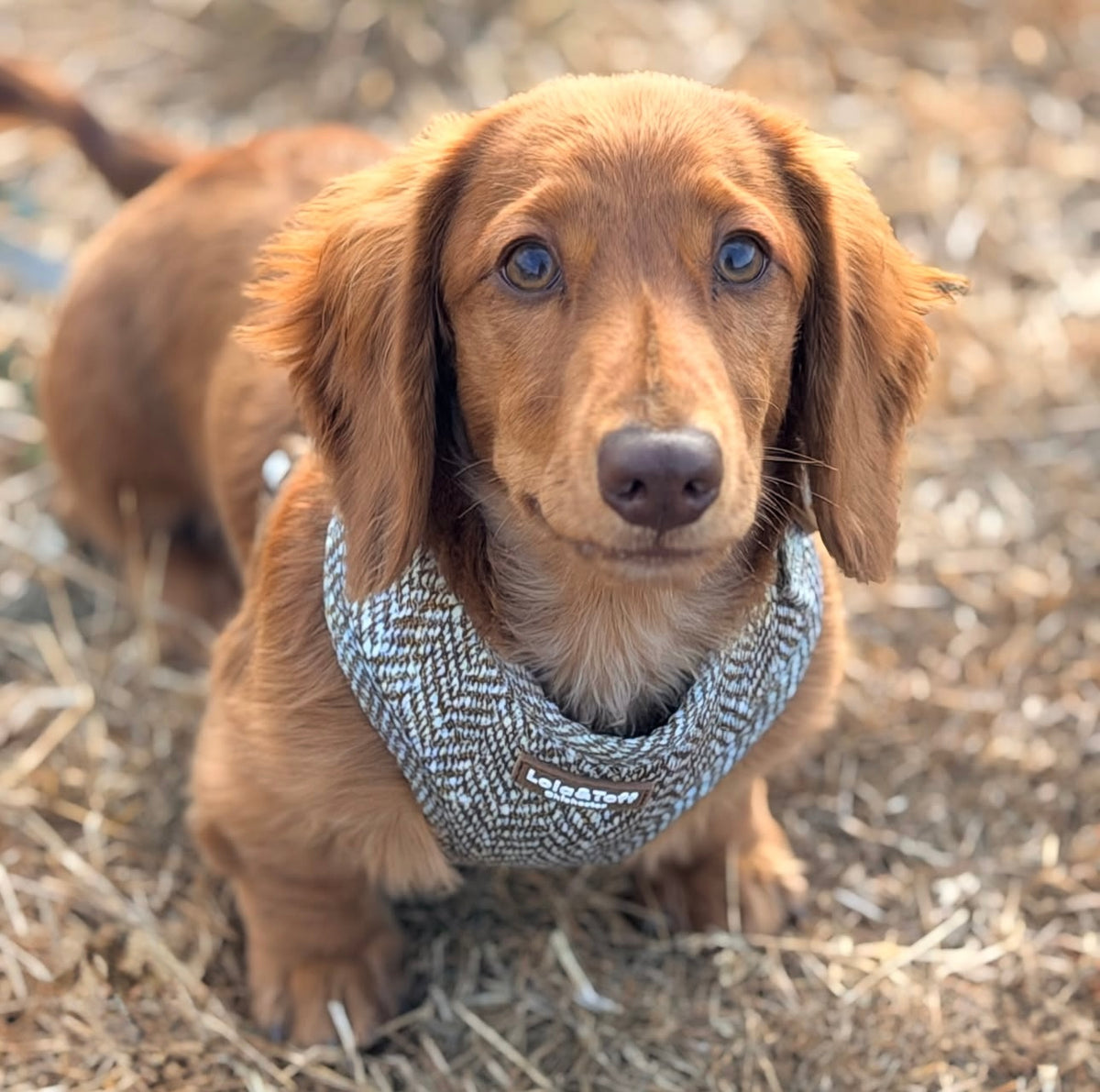 Oatmeal Tweed Effect Dog Lead
