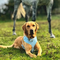 Load image into Gallery viewer, Labrador wearing the Lola&Toff Blue Dog Harness
