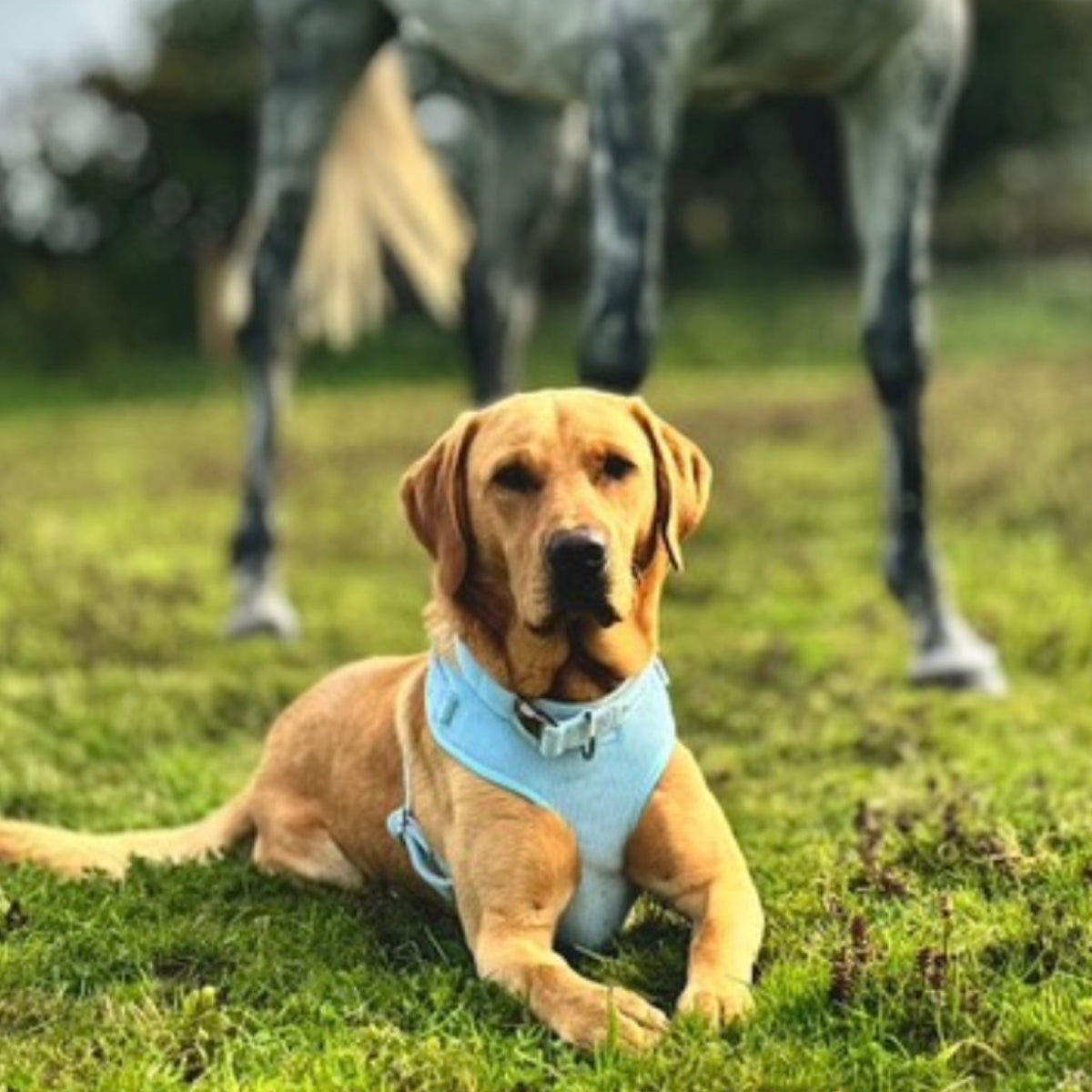 Labrador wearing the Lola&Toff Blue Dog Harness