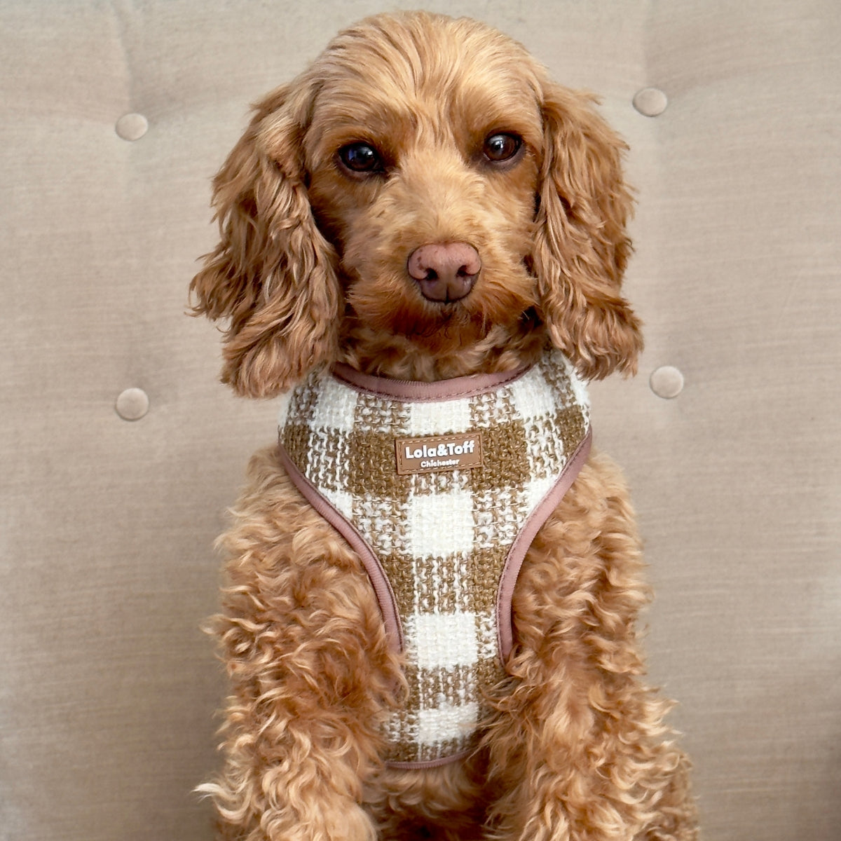 Lola&Toff Latte Luxe Tweed Dog Harness