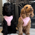 Load image into Gallery viewer, Lola and Toffee wearing the Pink Daisy Harness
