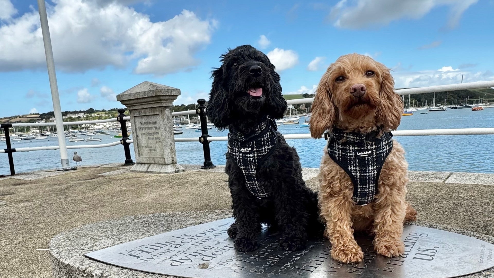 Lola&Toff wearing the Lottie Luxe Dog Harness