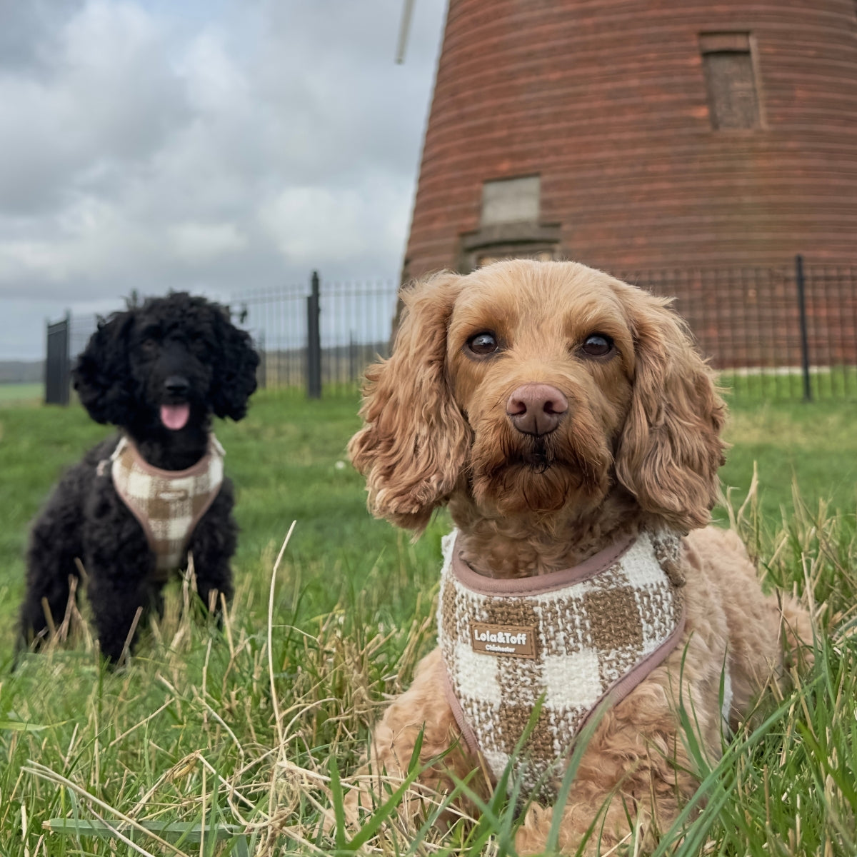 Lola and Toffee in matching Latte Luxe Tweed Dog Harness