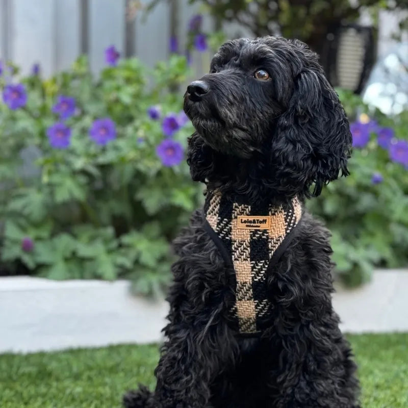 Lola wearing Lola&Toff Black & Tan Dog Harness