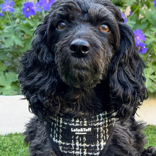 Lottie Luxe Tweed Bundle