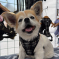 Load image into Gallery viewer, Lottie Luxe Dog Harness
