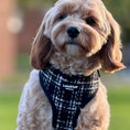 Load image into Gallery viewer, Lottie Luxe Dog Harness by Lola&Toff
