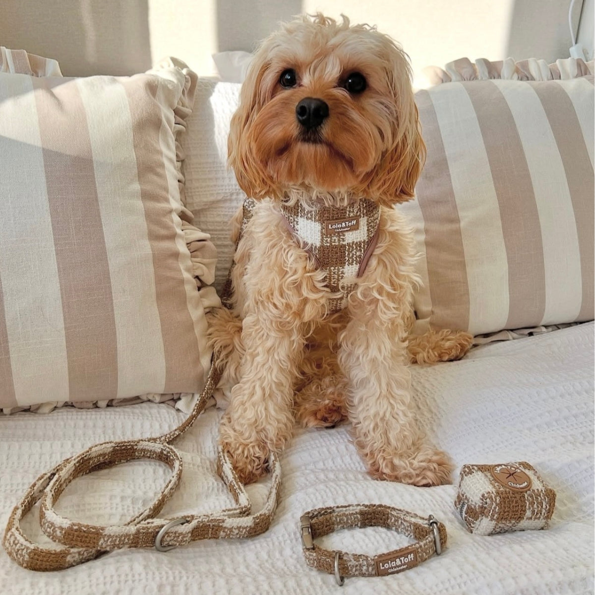 Matching Latte Luxe Tweed Dog Harness set