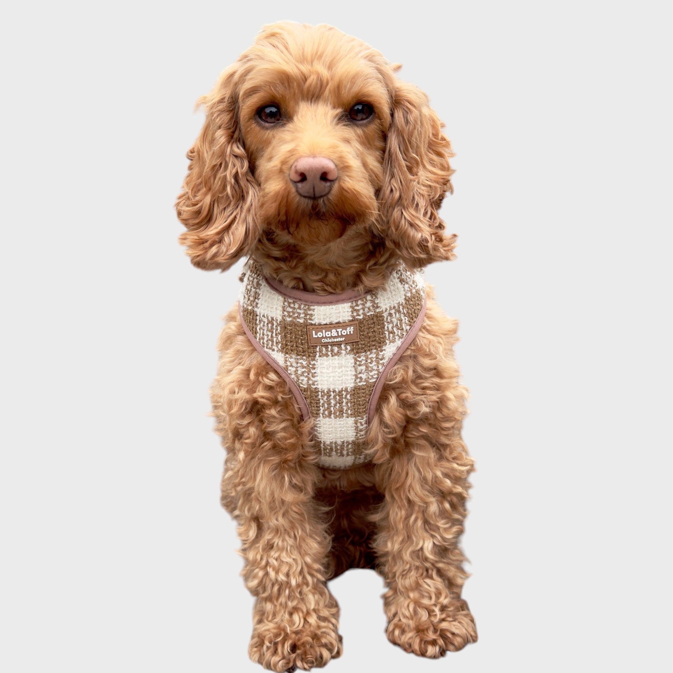 Latte Luxe Tweed - adjustable dog harness